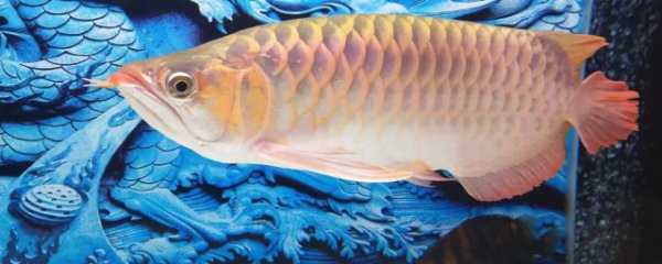 龙鱼不吃食有什么绝招