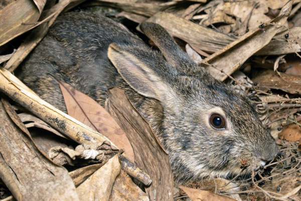 兔子的生活习性和生活方式