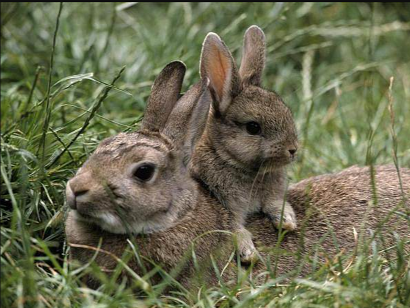 兔子的生活习性和生活方式