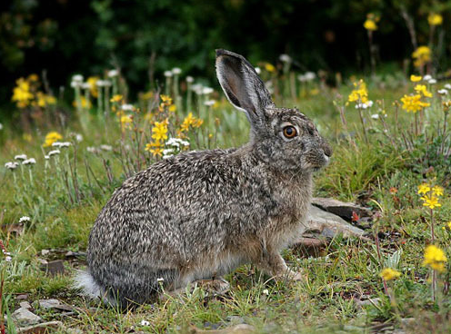 兔子的生活习性和生活方式