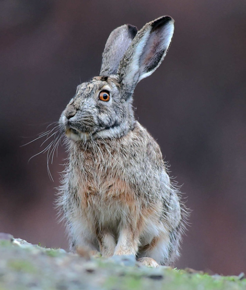 兔子的生活习性和生活方式