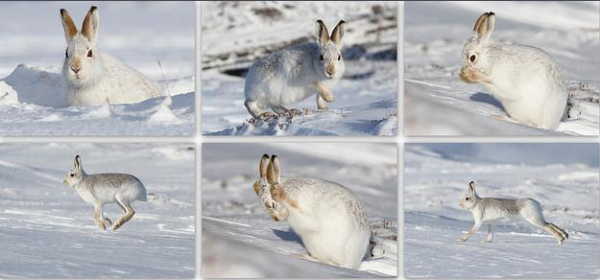 兔子的生活习性和生活方式