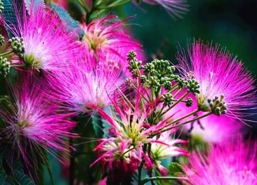 合欢花适合种在院子里吗