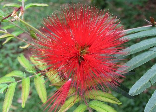 合欢花适合种在院子里吗