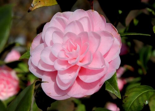 如何防止茶花掉苞的现象