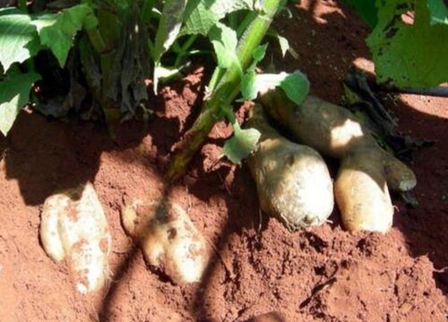 国内十大紧缺药材