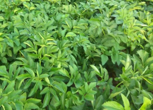 国内十大紧缺药材