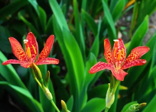 国内十大紧缺药材