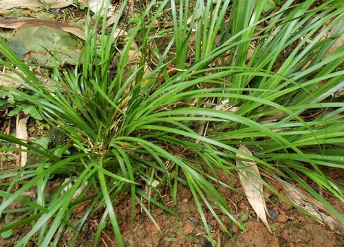 国内十大紧缺药材