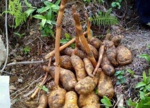 国内十大紧缺药材