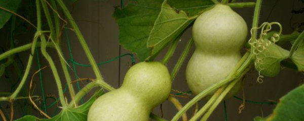 招财葫芦摆放禁忌