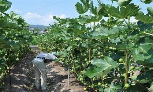 无花果怎样种植丰产结果多