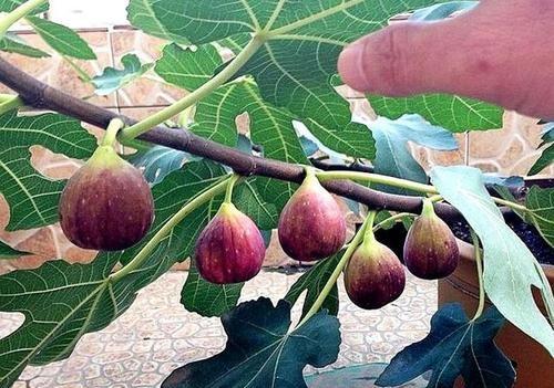 无花果怎样种植丰产结果多