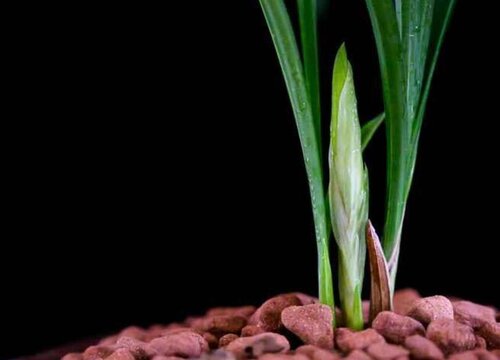 兰花染上斑病我们该如何处理