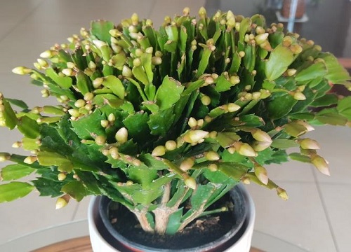 蟹爪兰花蕾期施什么肥