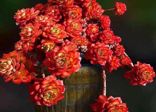 多肉蒂亚徒长了怎么办