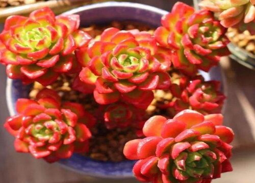 多肉蒂亚徒长了怎么办