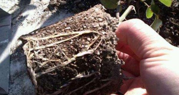 月季笋芽可以移栽吗