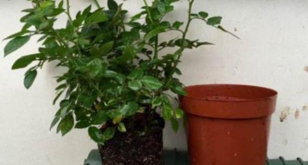 月季笋芽可以移栽吗