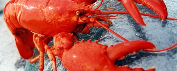 波龙虾能冷冻保存吗