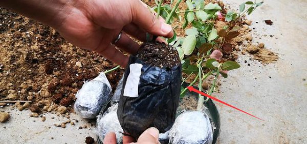 新入手月季小苗冬季需要休眠吗