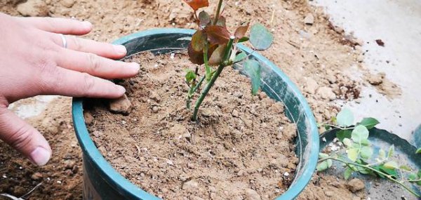 新入手月季小苗冬季需要休眠吗