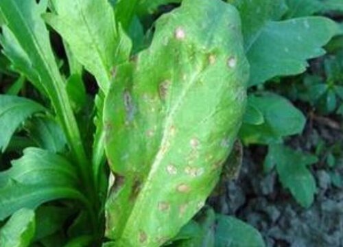 茼蒿炭疽病的发病原因及治疗方法