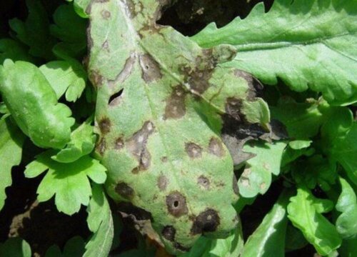 茼蒿炭疽病的发病原因及治疗方法