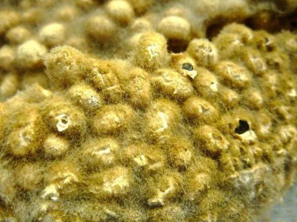 用黄豆做肥料需要煮熟吗