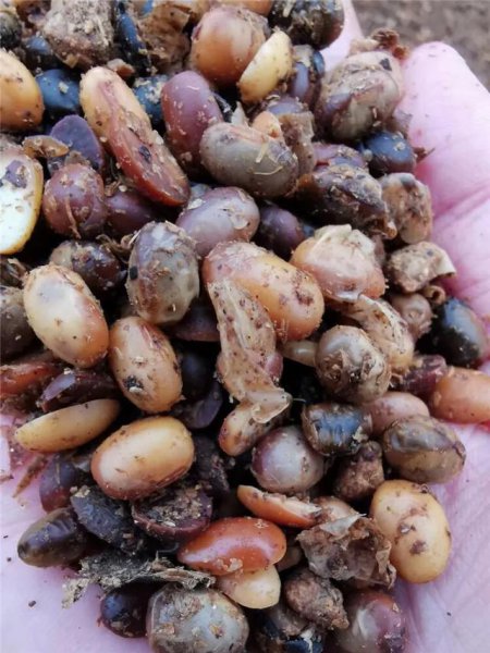 用黄豆做肥料需要煮熟吗