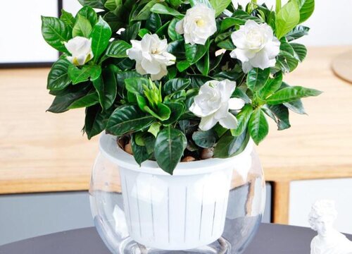 茉莉花适合室内还是室外