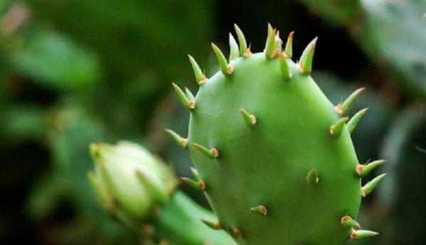 仙人掌换土后如何养护