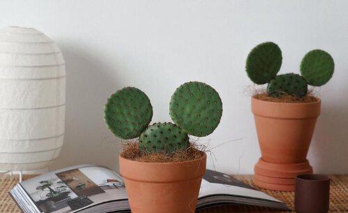 仙人掌换土后如何养护