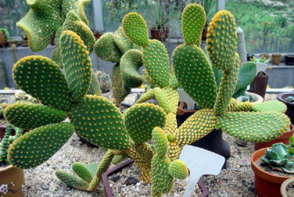 仙人掌换土后如何养护