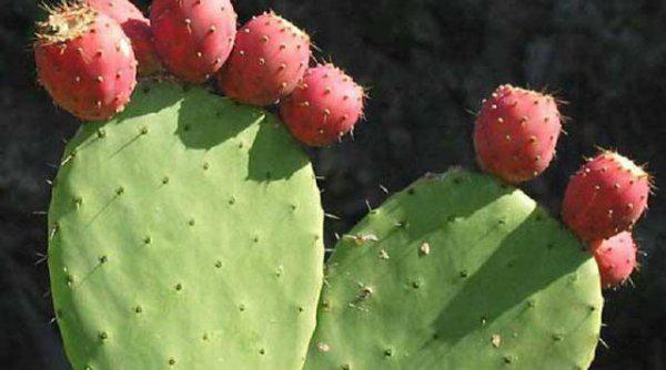 仙人掌换土后如何养护