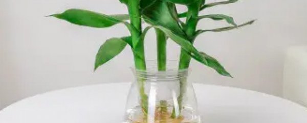 竹子怎么水养才能更旺盛