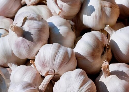 2023年种大蒜能行吗