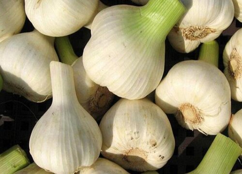 2023年种大蒜能行吗