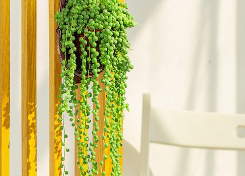 爱之蔓吊兰怎么养殖开花不断