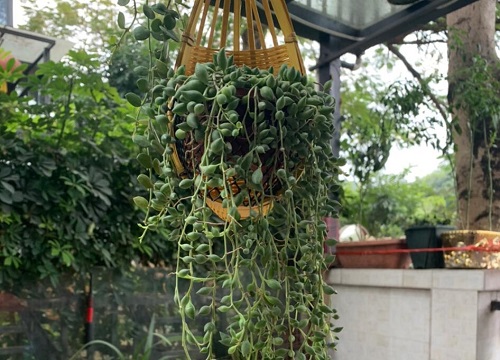 爱之蔓吊兰怎么养殖开花不断