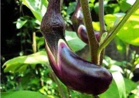 为什么种过西瓜的地不能再种