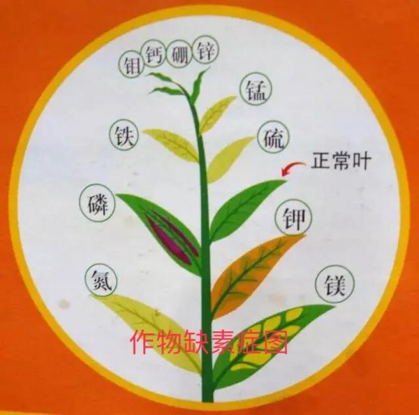 为什么种过西瓜的地不能再种