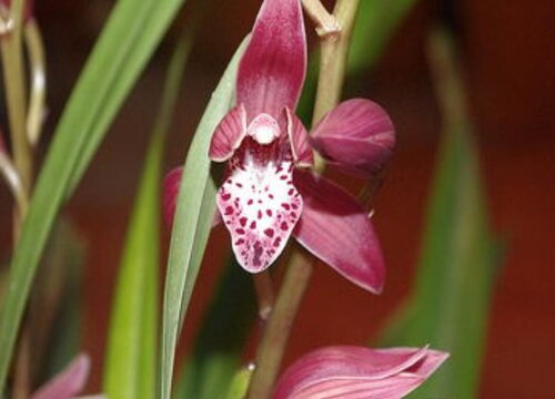 北方养护兰花需要解决好哪些问题