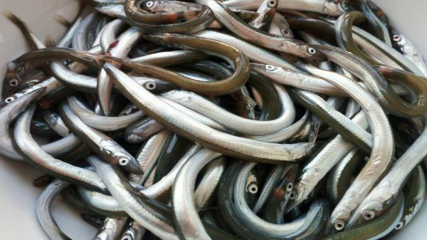 深海鱼都有什么鱼能吃