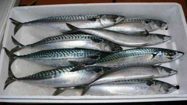 深海鱼都有什么鱼能吃