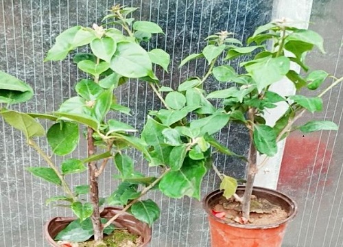 如何解决三角梅枝叶疯长不开花的问题