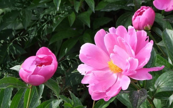 巨蟹男遇到真爱的反应