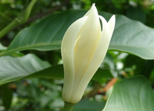 白玉兰花期是什么时候