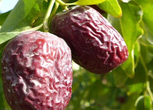 黄芪和红枣可以一起泡水喝吗