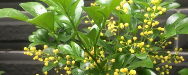 米兰施肥方法和注意事项